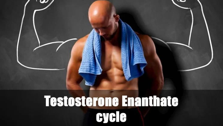 Tutto Quello Che Devi Sapere Sul Ciclo Di Testosterone Enantato