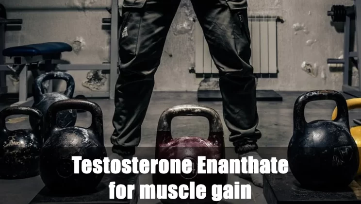 Testosterone Enanthate: Funziona per IL Guadagno Muscolare?